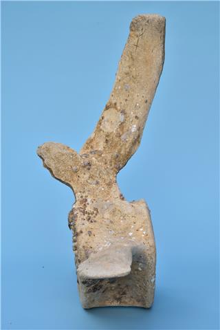 鯨魚（脊椎骨）